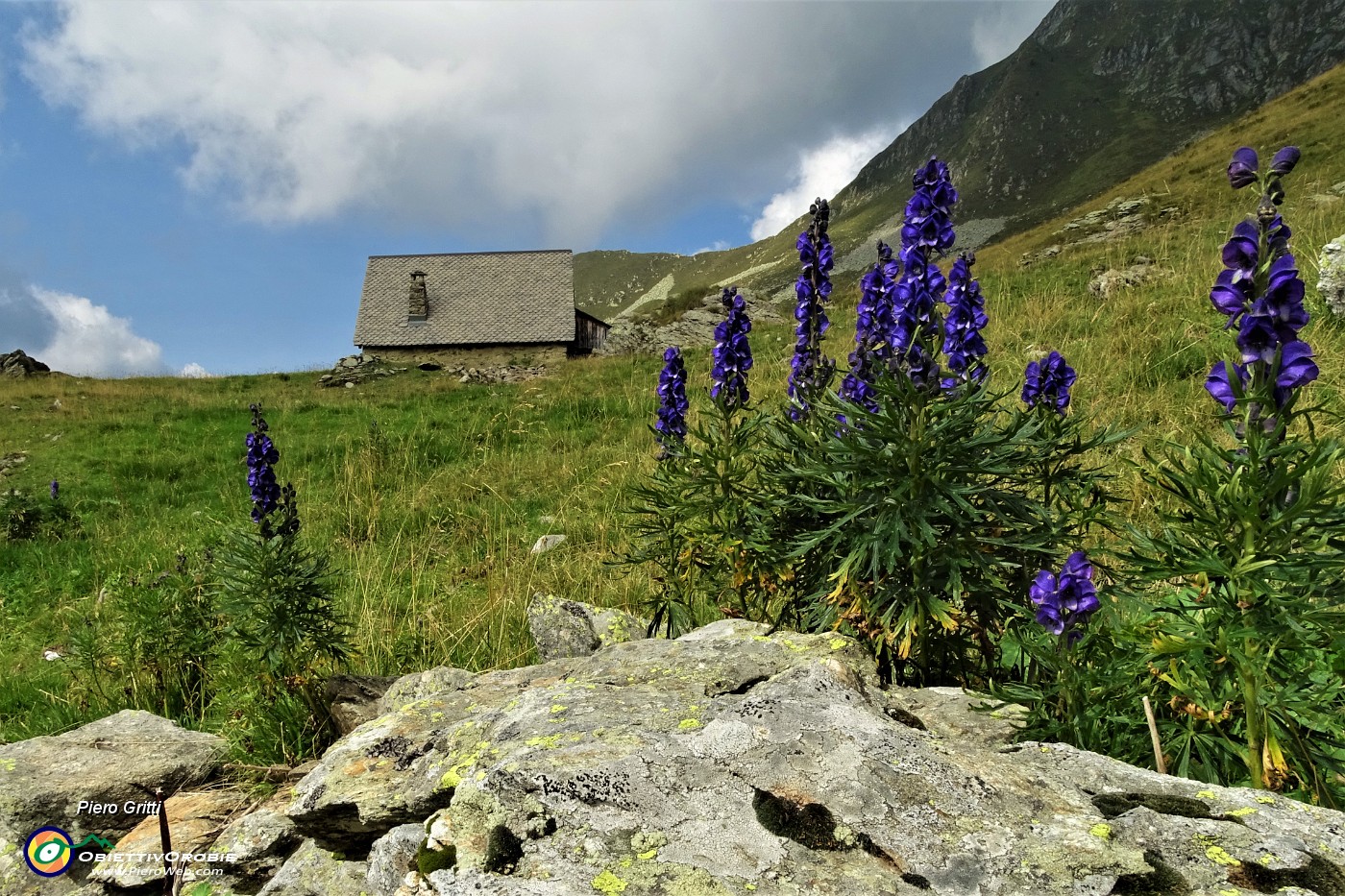 71 Aconito napello ( Aconitum napellus).JPG